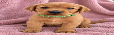 Labrador Retriever 2