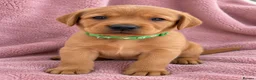 Labrador Retriever dogs for sale: KC Registered Fox Red Labrador Puppies  - Advert 3