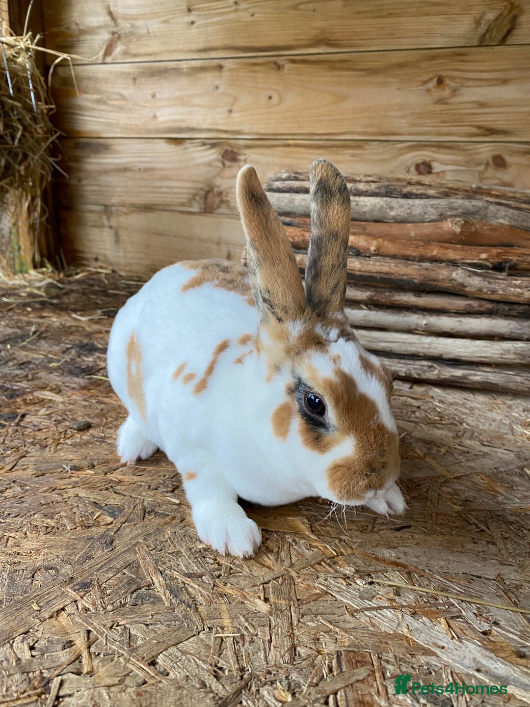 Rex rabbits for sale: Mini Rex -Tricolour Buck and VM Blue Doe - Advert 3