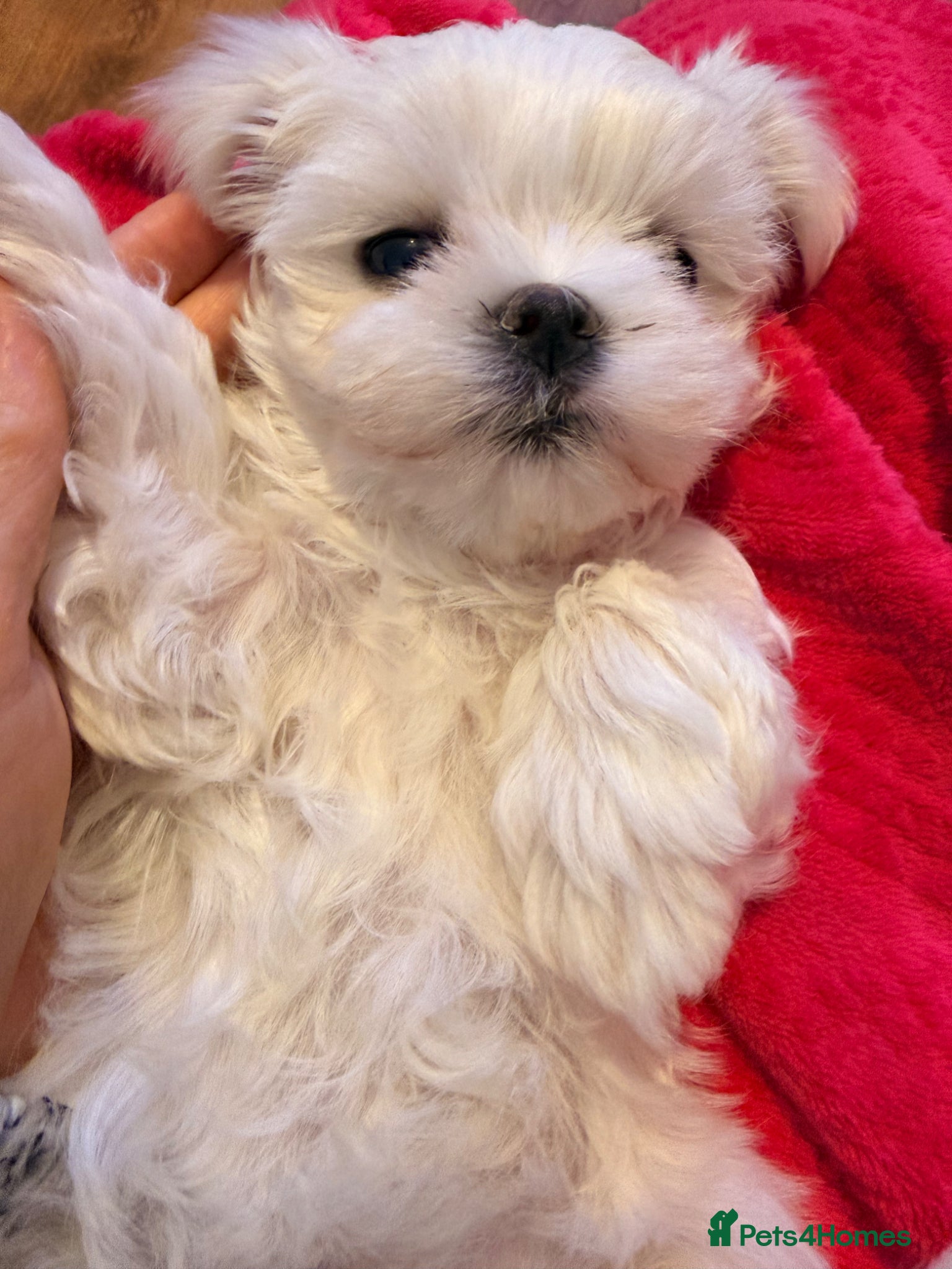 Maltese dogs 🩵Beautiful Korean Maltese puppies 🩵 - Advert 9