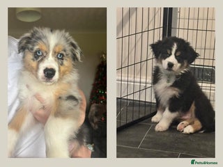 Australian Shepherd dogs KC registered Australian shepherd puppies - Advert 8