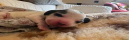 Cocker Spaniel dogs for sale: Gorgeous KC babes from full health checked parents - Advert 3