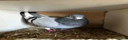Pigeons birds for sale: Quality pigeons for sale  - Advert 15