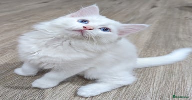 Ragdoll cats - Advert 16