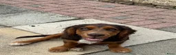 Mixed Breed dogs for sale: Absolutely Gorgeous “Clocker” Girl - Advert 7