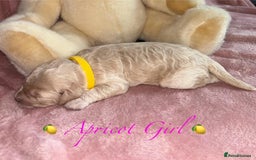 Cavapoo dogs for sale: BEAUTIFUL CAVAPOO PUPPIES HEALTH TESTED PARENTS  - Image 11