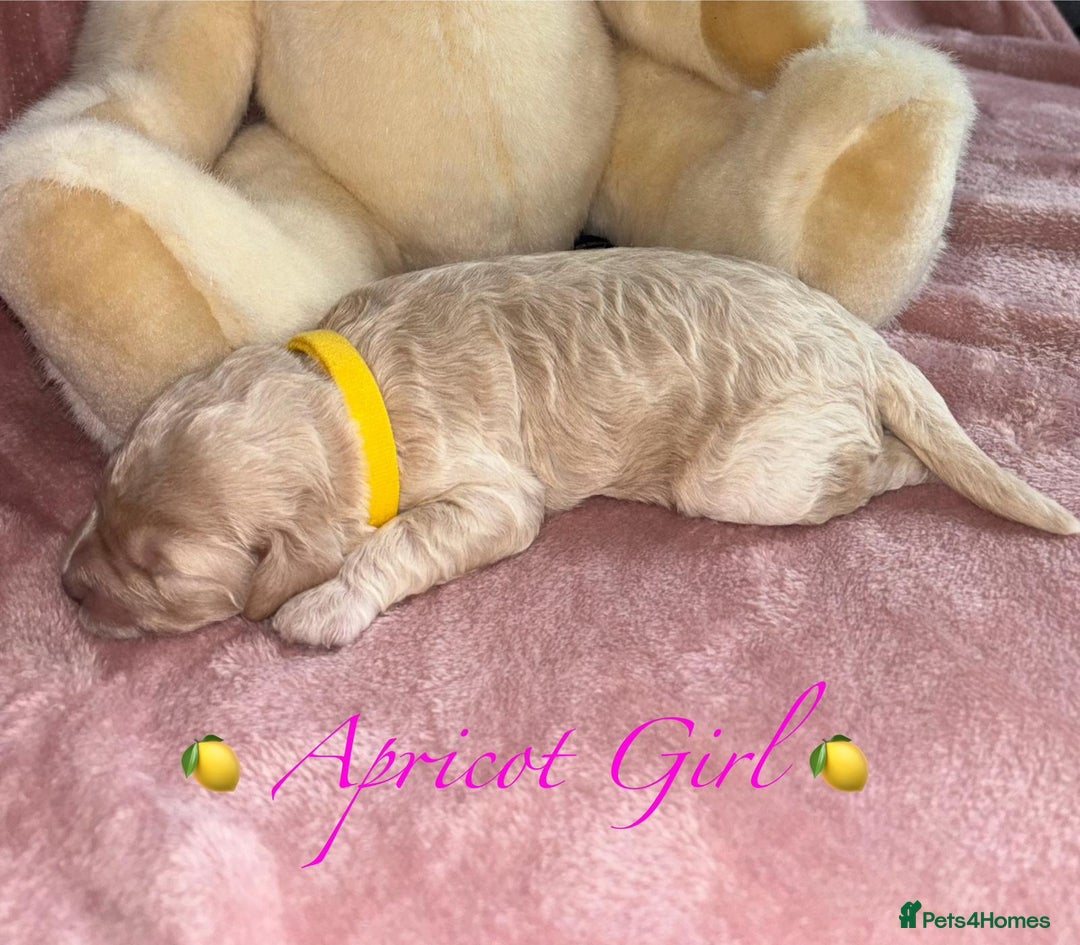 Cavapoo dogs for sale: BEAUTIFUL CAVAPOO PUPPIES HEALTH TESTED PARENTS  - Image 11