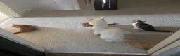 Mixed Breed cats for sale: 2 boys and 1 girl kittens available  in Farnham - Advert 11
