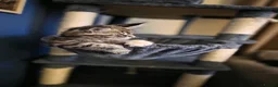 Maine Coon cats for sale: Five Beautiful Maine Coon Kittens - Advert 35