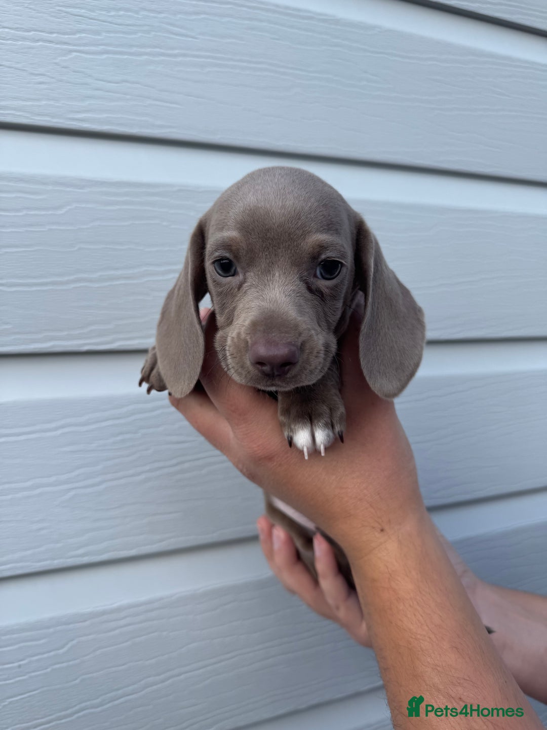Miniature Dachshund dogs for sale: Miniature Dachsund Puppies (licensed breeder) - Image 17