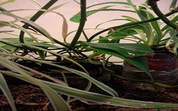 Gecko reptiles for sale: Male Crested Gecko with Bioactive Tank - Image 6