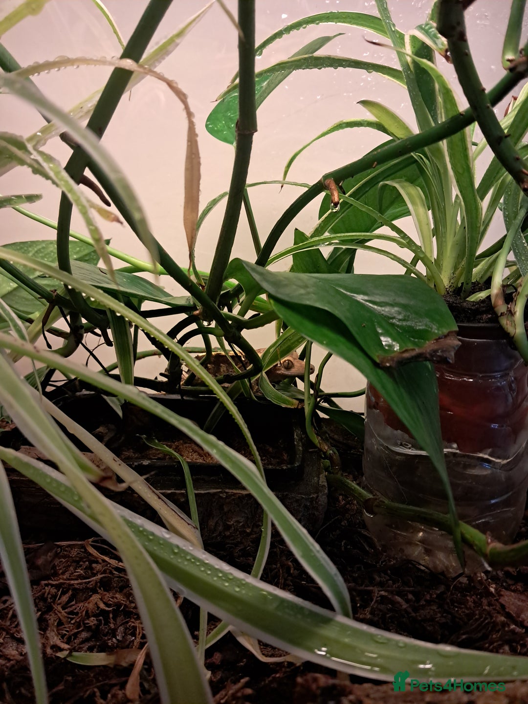 Gecko reptiles for sale: Male Crested Gecko with Bioactive Tank - Image 6