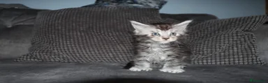 Silver ticked tabby polydactyl girl