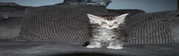 Maine Coon cats for sale: beautiful Maine coon kittens (2 poly) - Advert 17