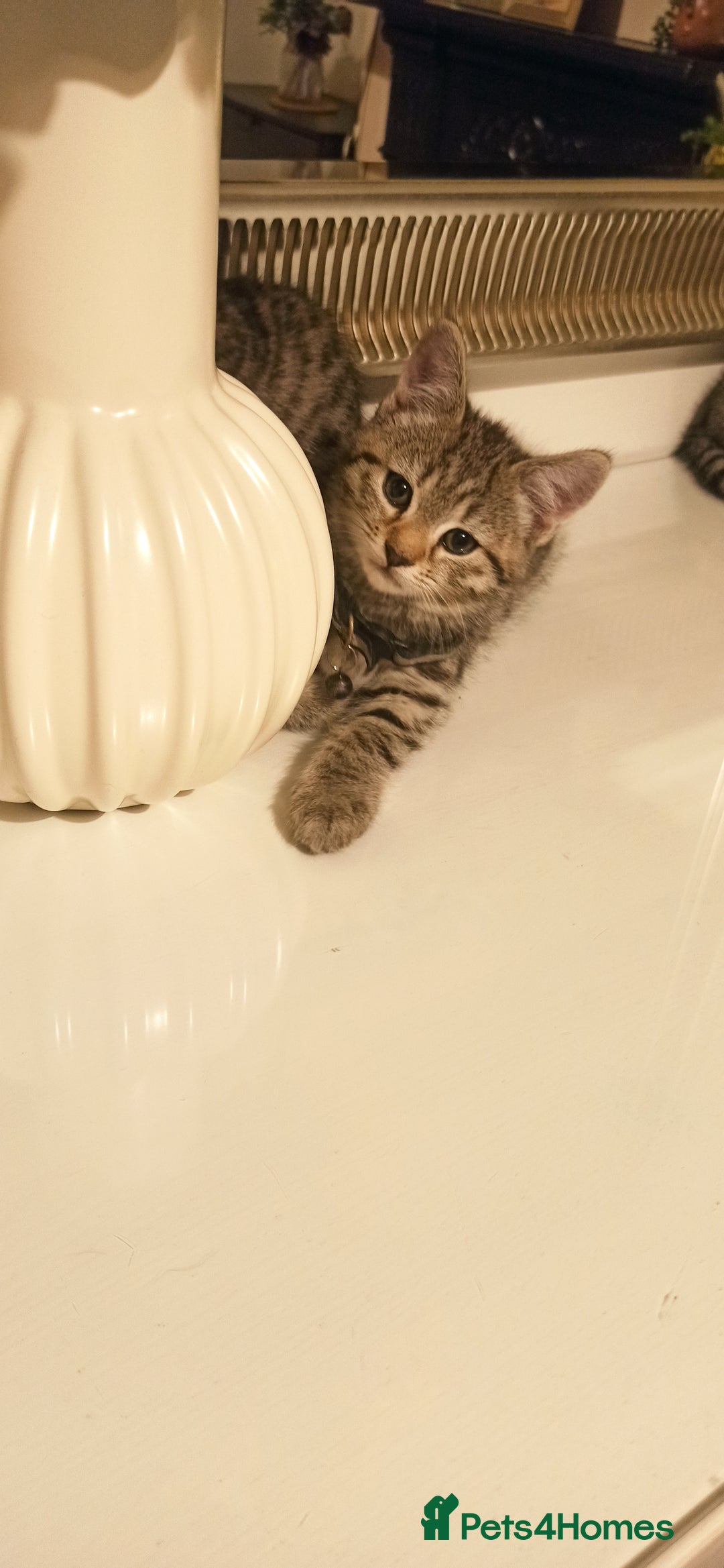 Mixed Breed cats for sale: Adorable kittens in London(SE18)😻❤️😻 - Advert 11