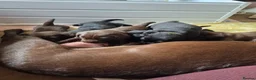 Labrador Retriever dogs for sale: KC Registered Labrador Puppies - Advert 10