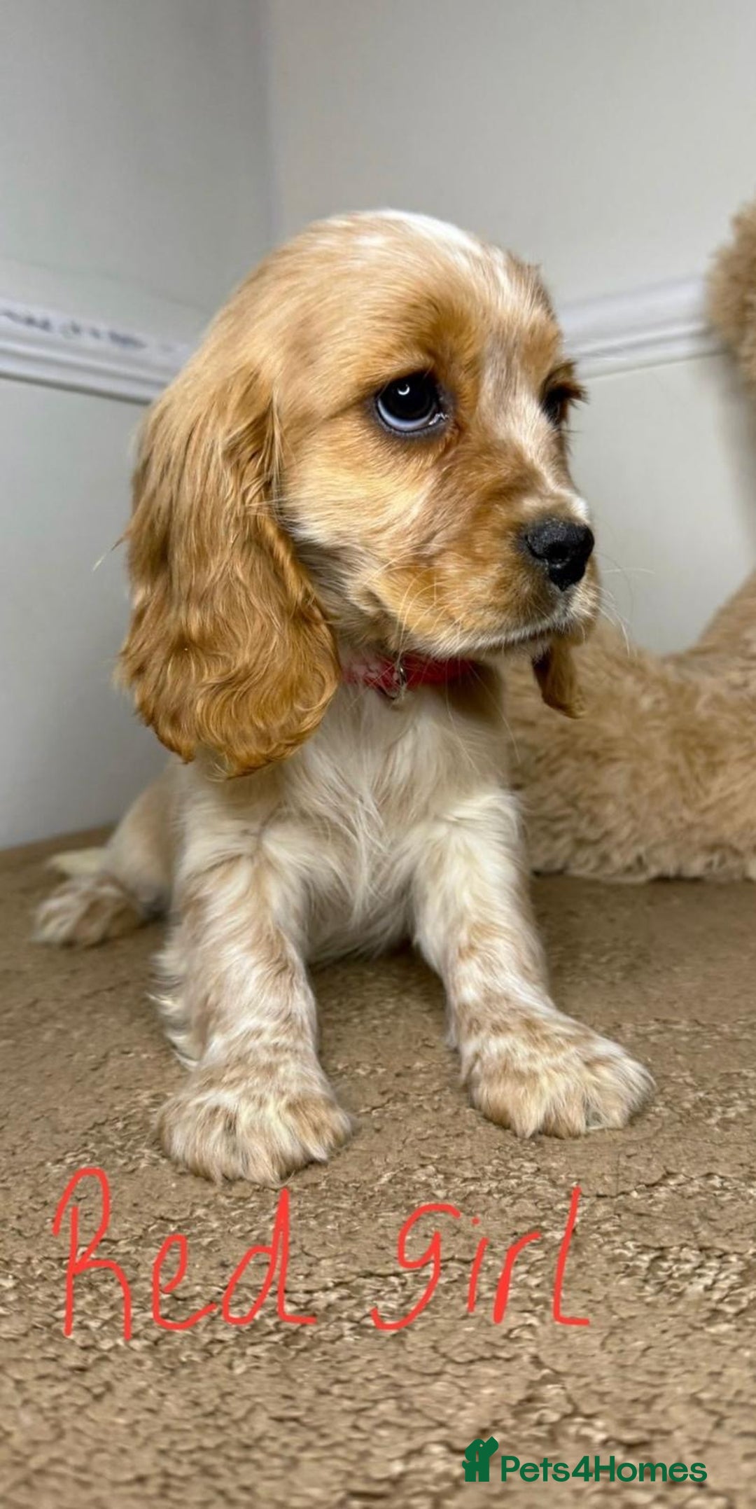 Cavapoo dogs for sale: F2 Cavapoo puppies 🐶 - Advert 9