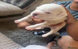 American Bulldog dogs for sale: American bulldogs - Image 7