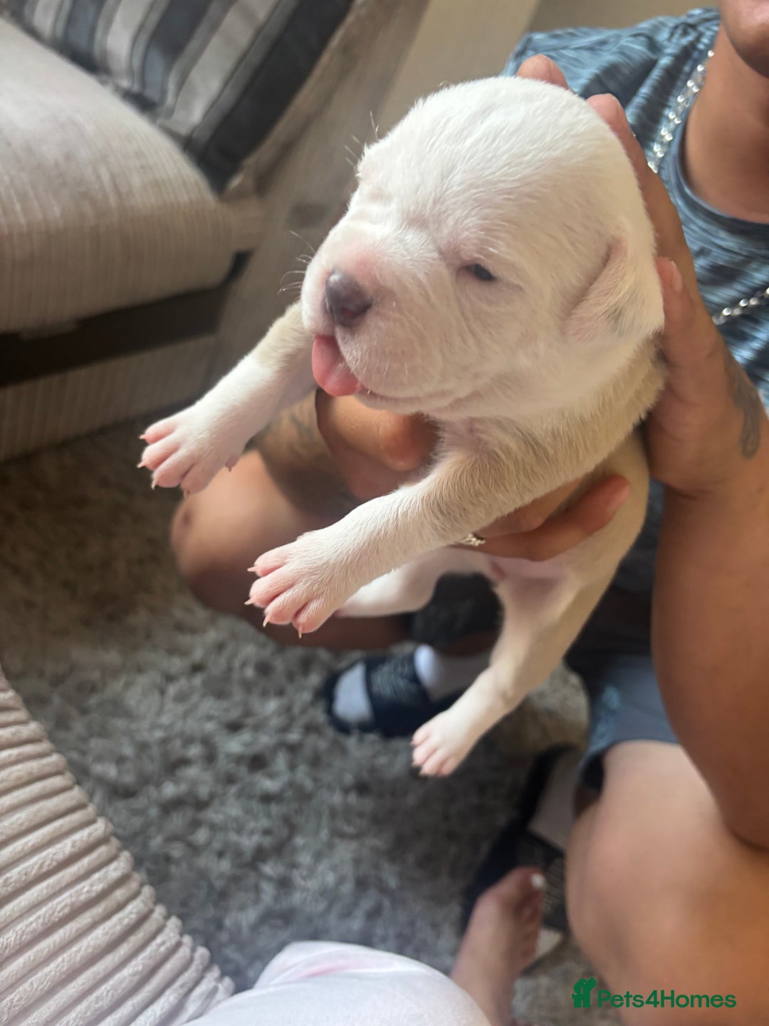 American Bulldog dogs for sale: American bulldogs - Image 7