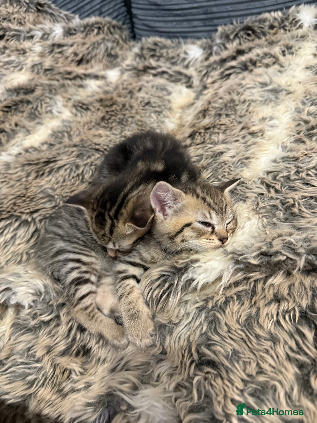 Domestic Shorthair cats for sale: Kittens looking for a loving home  - Advert 5