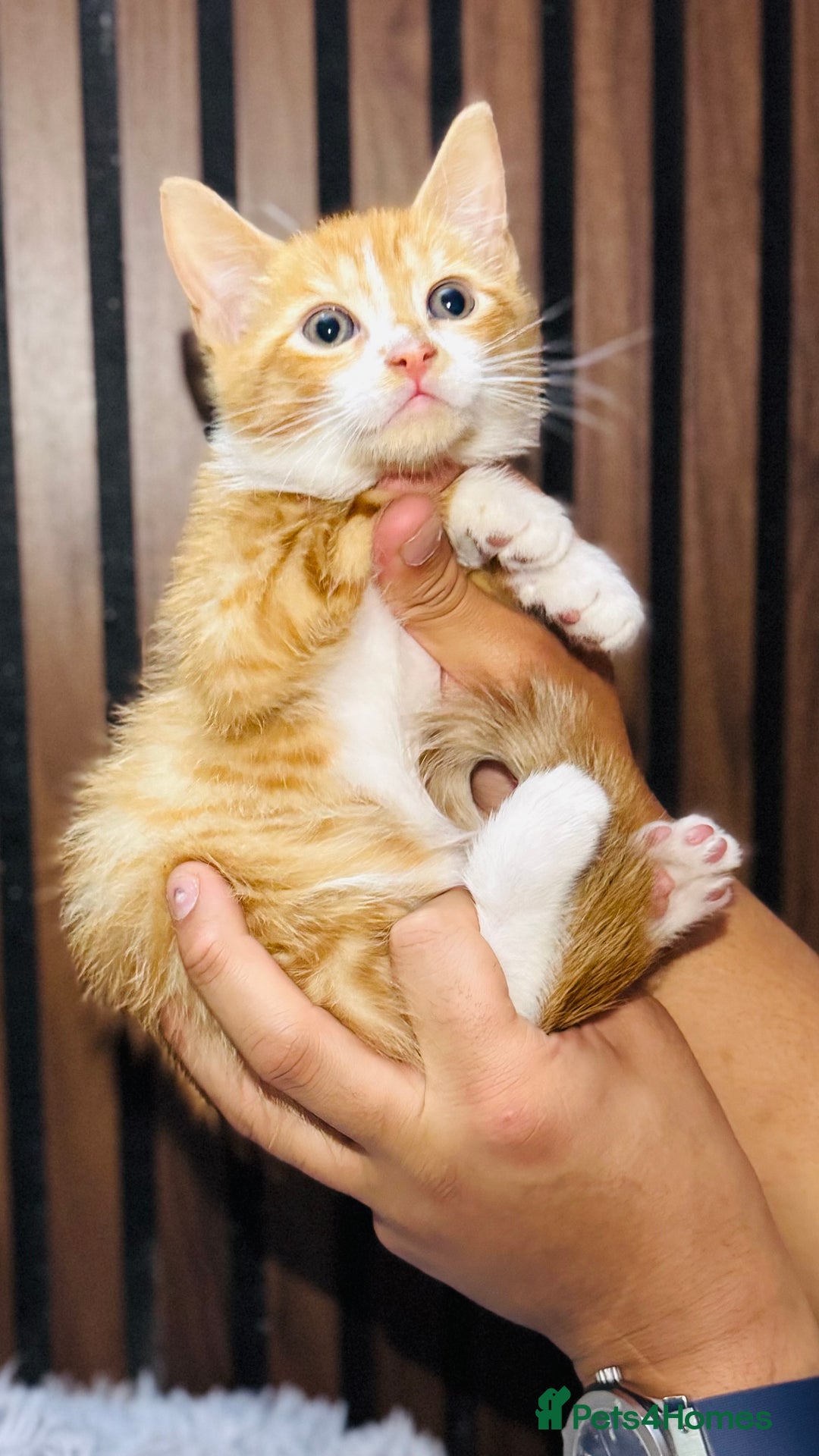 Mixed Breed cats for sale: 🎃 4 Pumpkin Gingers & 2 Phantom Kittens 👻 - Image 17