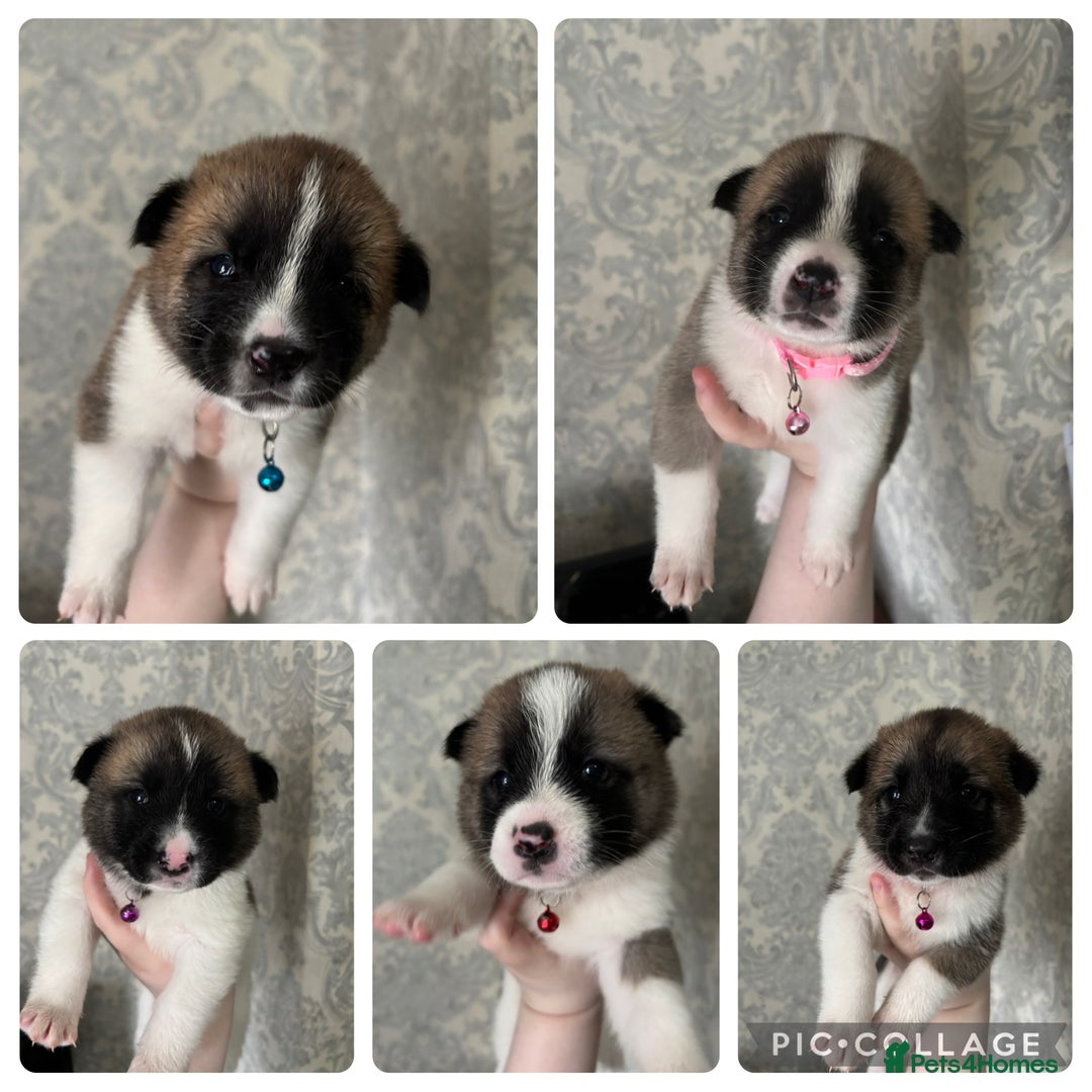 Akita dogs for sale: 5 Beautiful akita puppies in Willenhall - Image 23