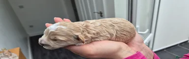 Capucino