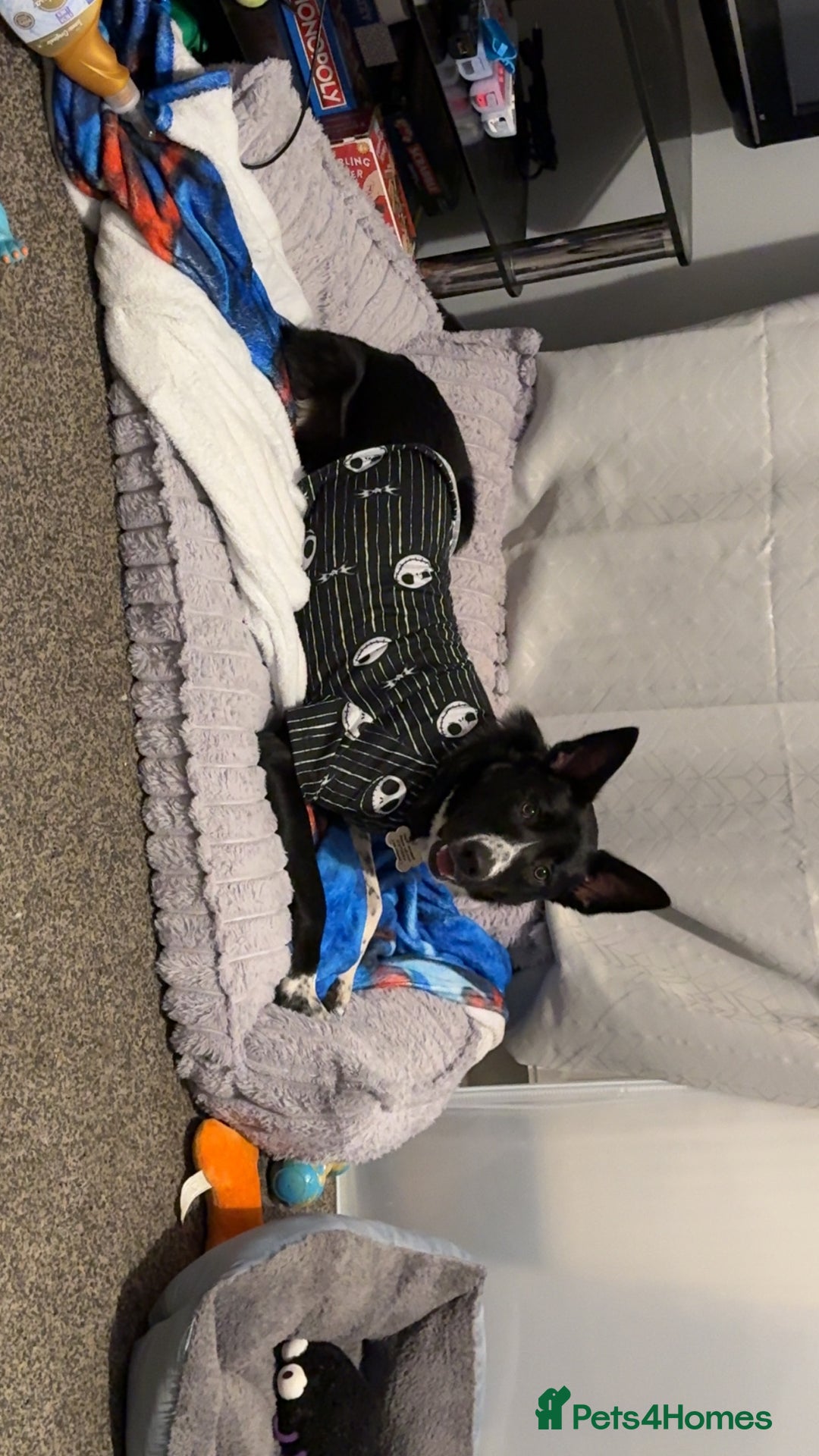 Border Collie dogs for sale: Coco the collie - Advert 4