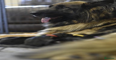 German Shepherd dogs - Advert 14