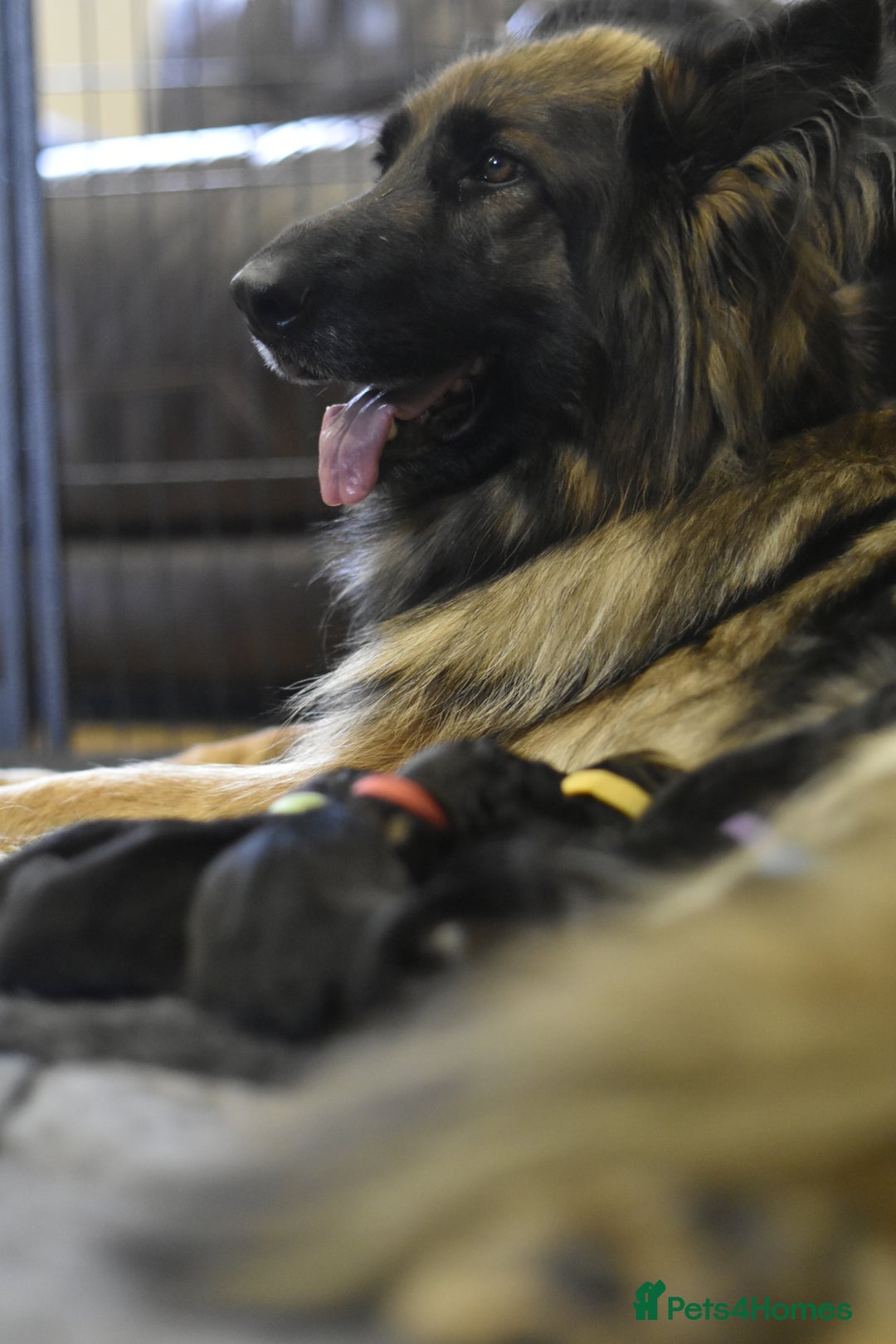 German Shepherd dogs for sale: KC registered 5 generation long coated GSD puppies - Image 3