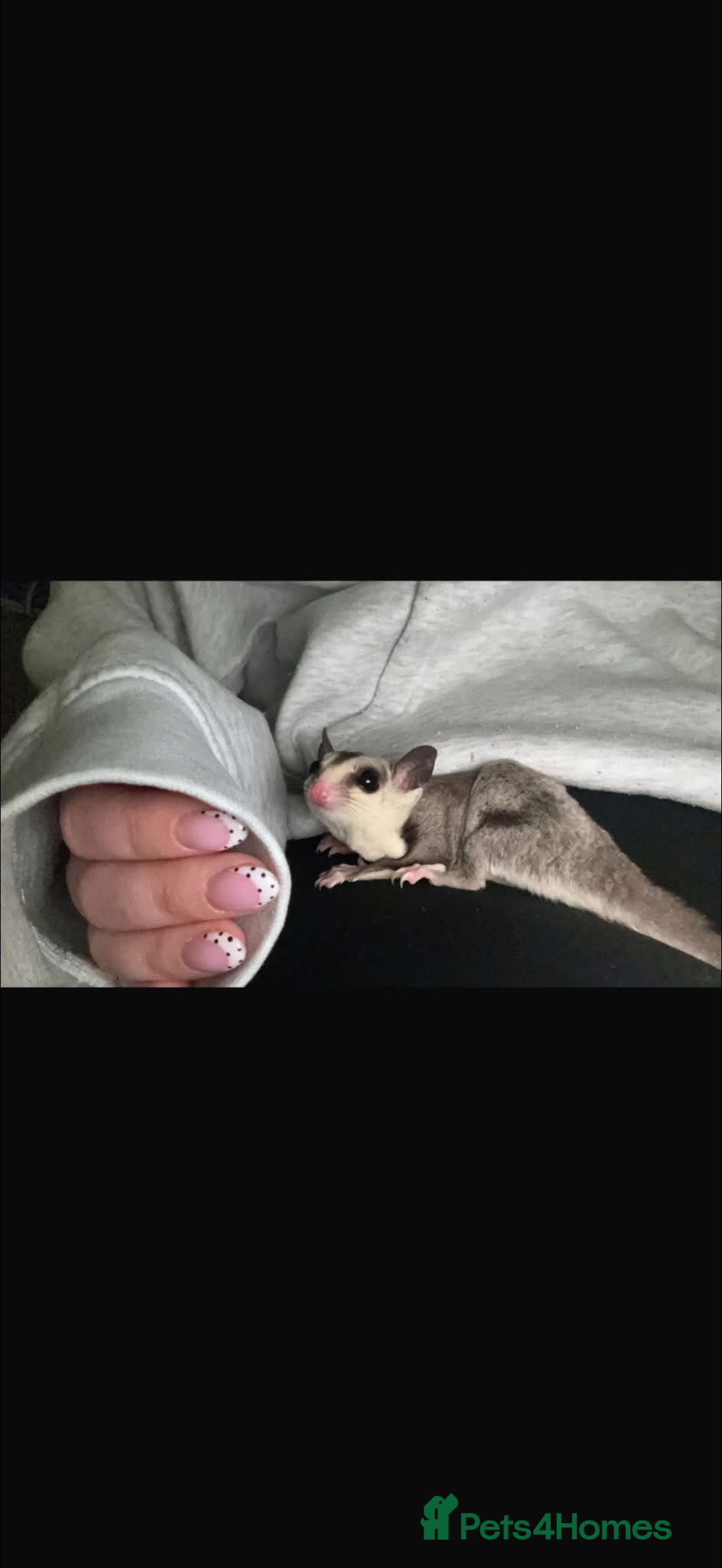 Sugar Glider rodents for sale: Sugar gliders and cage  - Advert 1