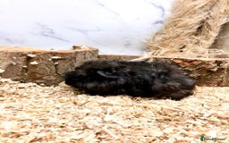 Guinea Pig rodents for sale: Multiple Baby Guinea Pigs For Sale 🥰💗 - Image 21