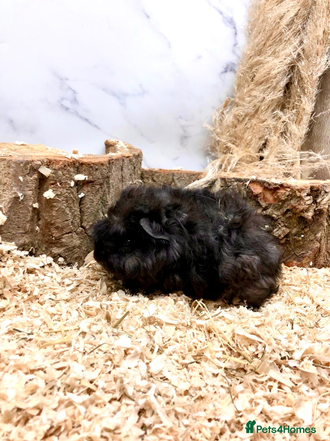 Guinea Pig rodents for sale: Multiple Baby Guinea Pigs For Sale 🥰💗 - Image 21