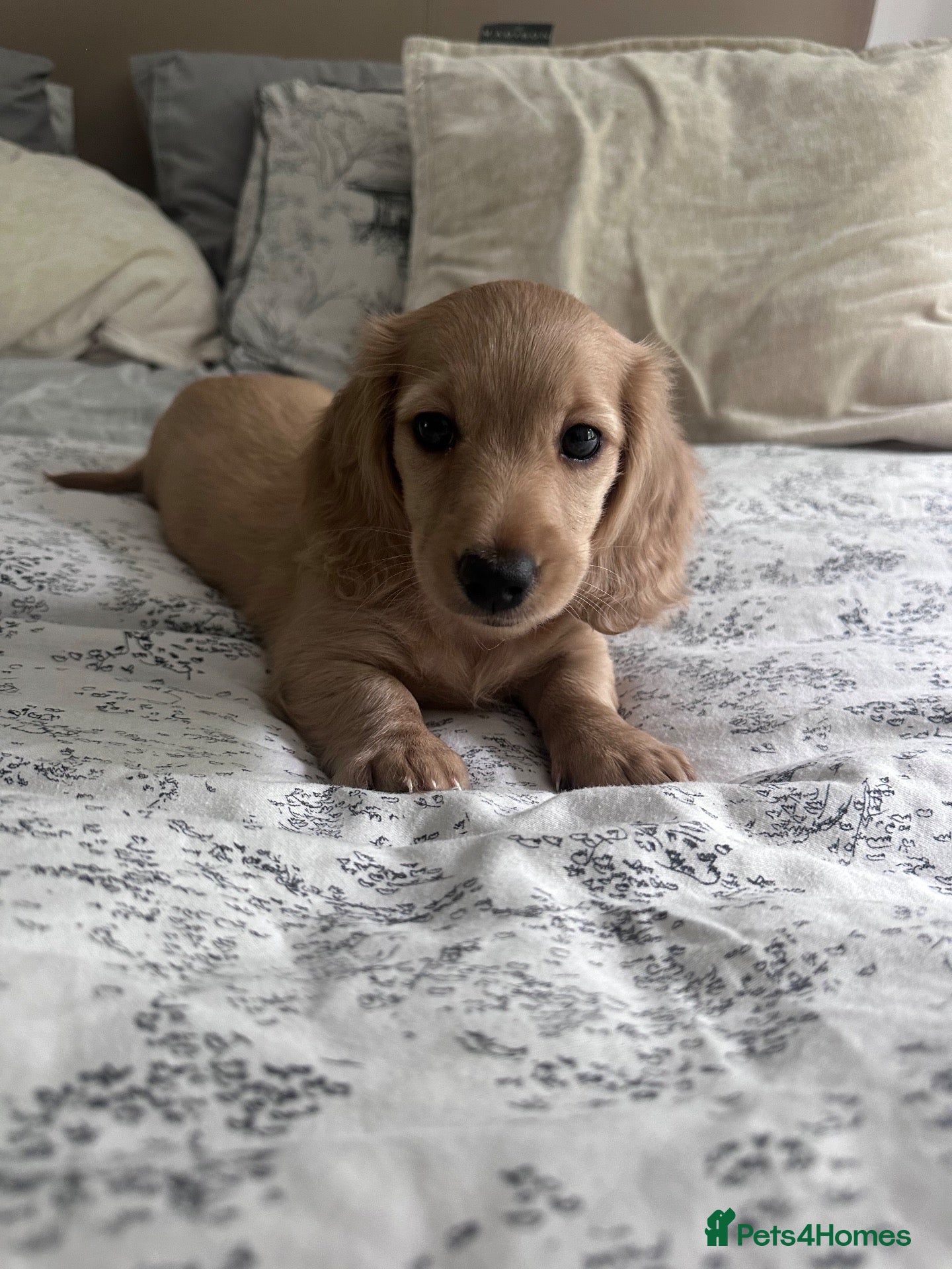 Miniature Dachshund dogs REDUCED READY TO GO! Ziggy last boy Long haired  - Advert 1