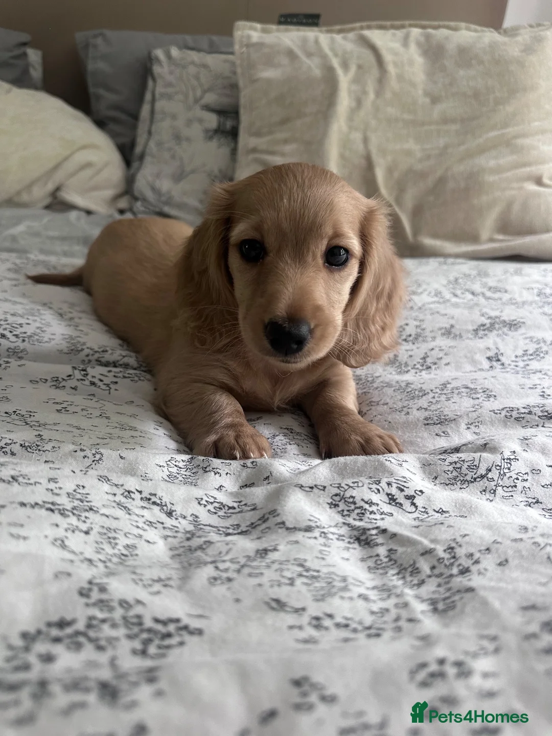 Miniature Dachshund dogs for sale: REDUCED READY TO GO! Ziggy last boy Long haired  - Advert 1