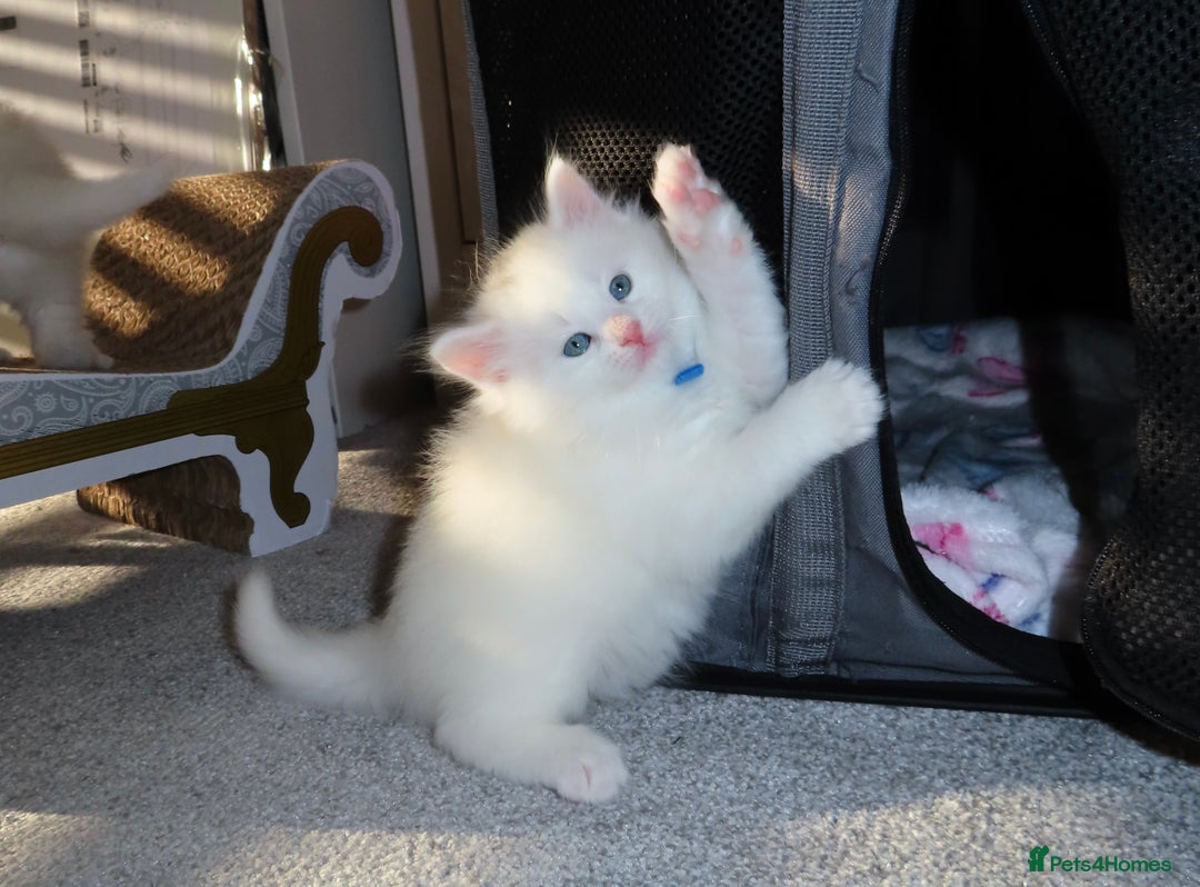 Siberian cats for sale: Little Fluffy Hypoallergenic Siberian Babies 🐾 - Advert 2