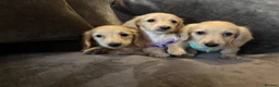 Miniature Dachshund dogs for sale: READY! 2 boys left! 💙 Cream Long Haired Pups KC - Advert 15