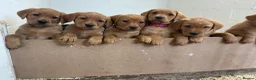 Labrador Retriever dogs for sale: For Red Labrador pups. KC REG/COUNCIL LICENSED  - Advert 11