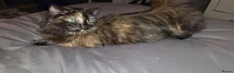 Munchkin cats for sale: Loving munchkin for sale - Advert 21