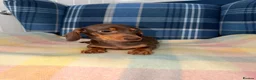 Miniature Dachshund dogs for sale: Stunning Chocolate Mini Dachshunds READY NOW - Advert 5