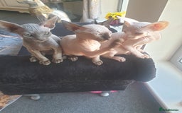 Sphynx cats for sale: Baby Sphynx Kitten - Image 3