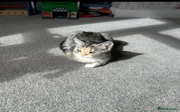 Persian cats for sale: Female Himalayan X chinchilla Persian Kitten  - Image 14