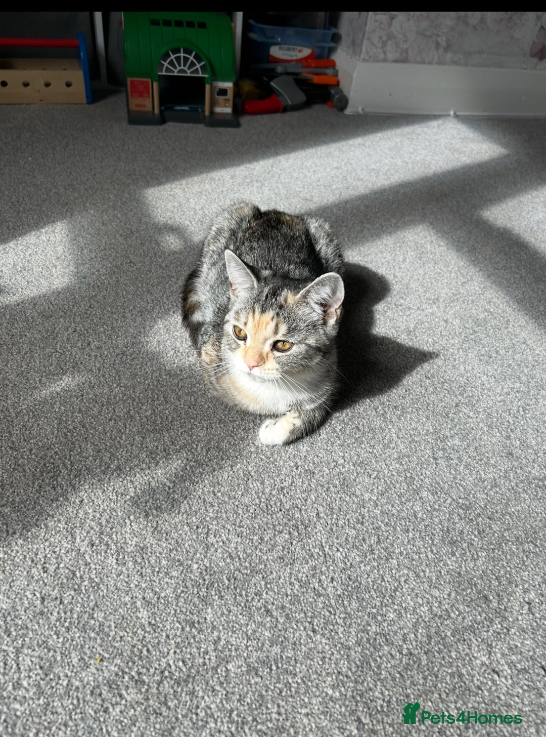 Persian cats for sale: Female Himalayan X chinchilla Persian Kitten  - Image 14