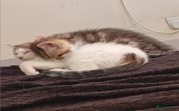 Mixed Breed cats for sale: 11 weeks old mixed breed brother and sister  - Image 5