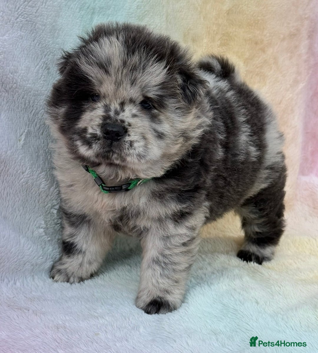 Chow Chow dogs for sale: American Blood Line Chow Chow Puppies  - Advert 16