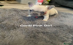 French Bulldog dogs for sale: Beautiful chunky Frenchies - Image 14