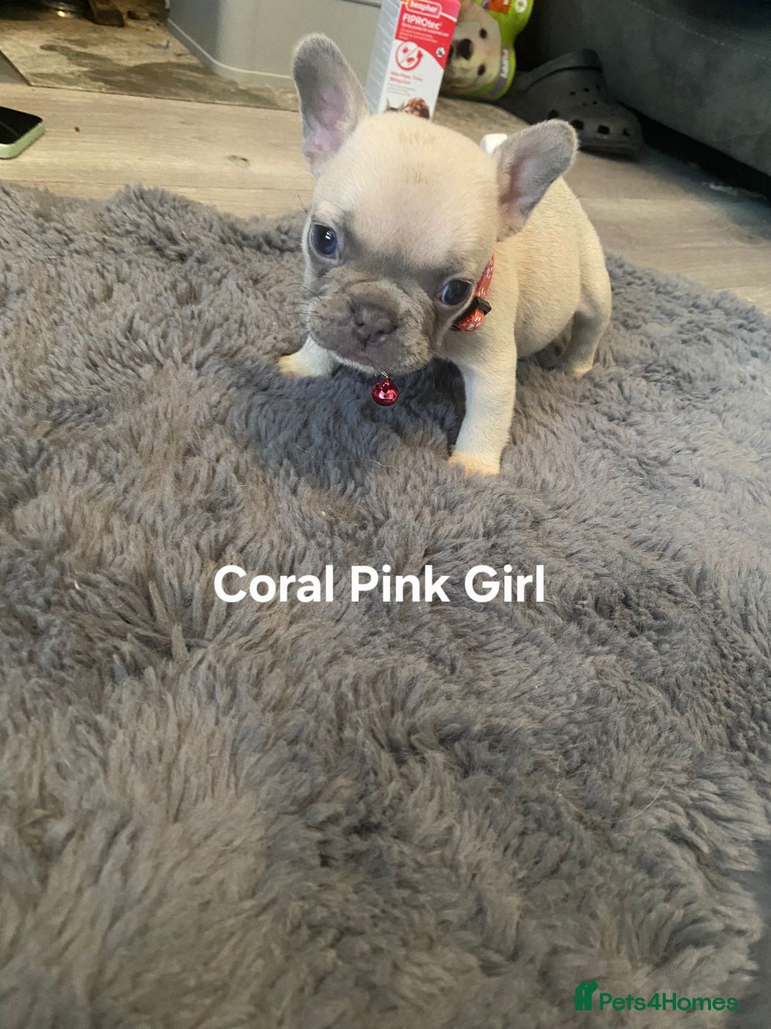 French Bulldog dogs for sale: Beautiful chunky Frenchies - Image 14