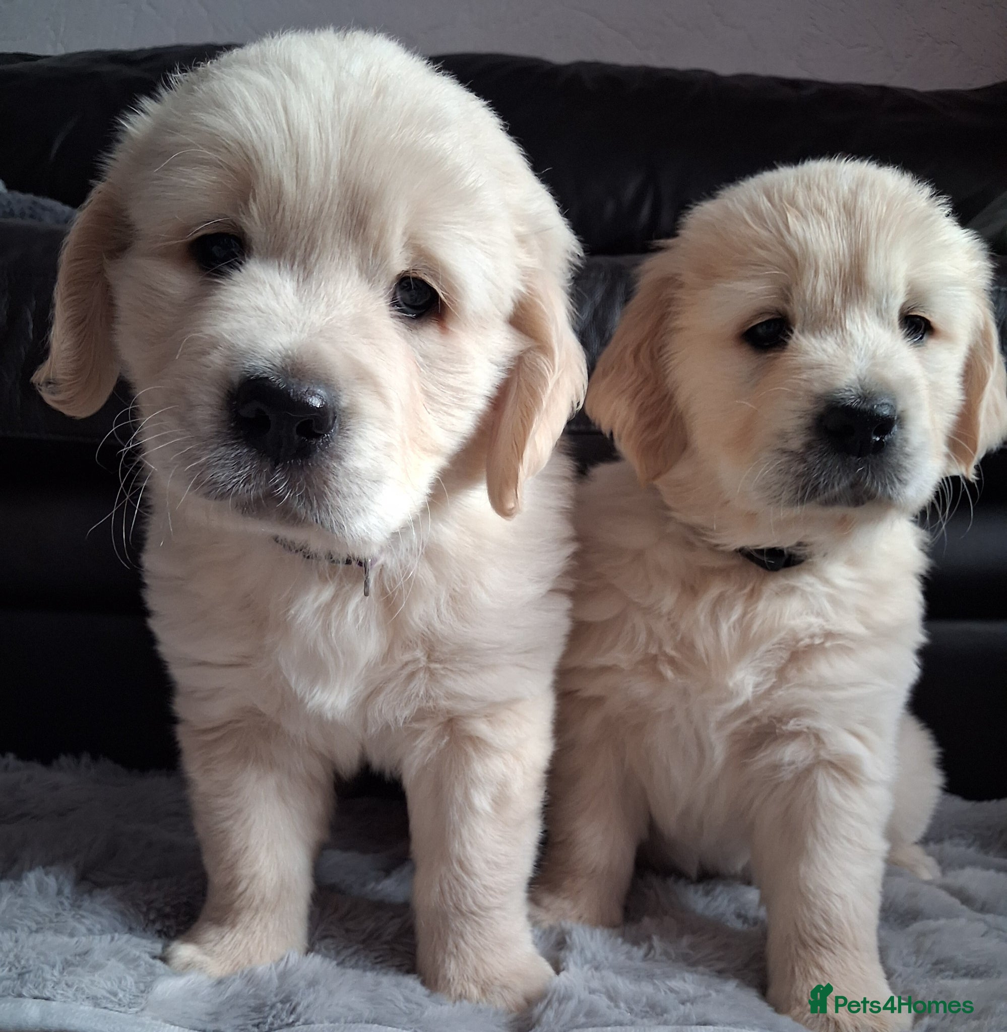 Golden Retriever dogs 2 Boys available! 🖤💜 - Advert 5