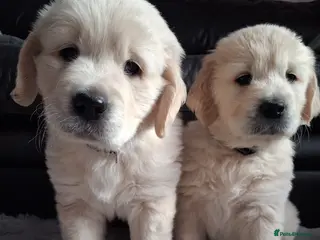 Golden Retriever dogs 2 Boys available! 🖤💜 - Advert 5