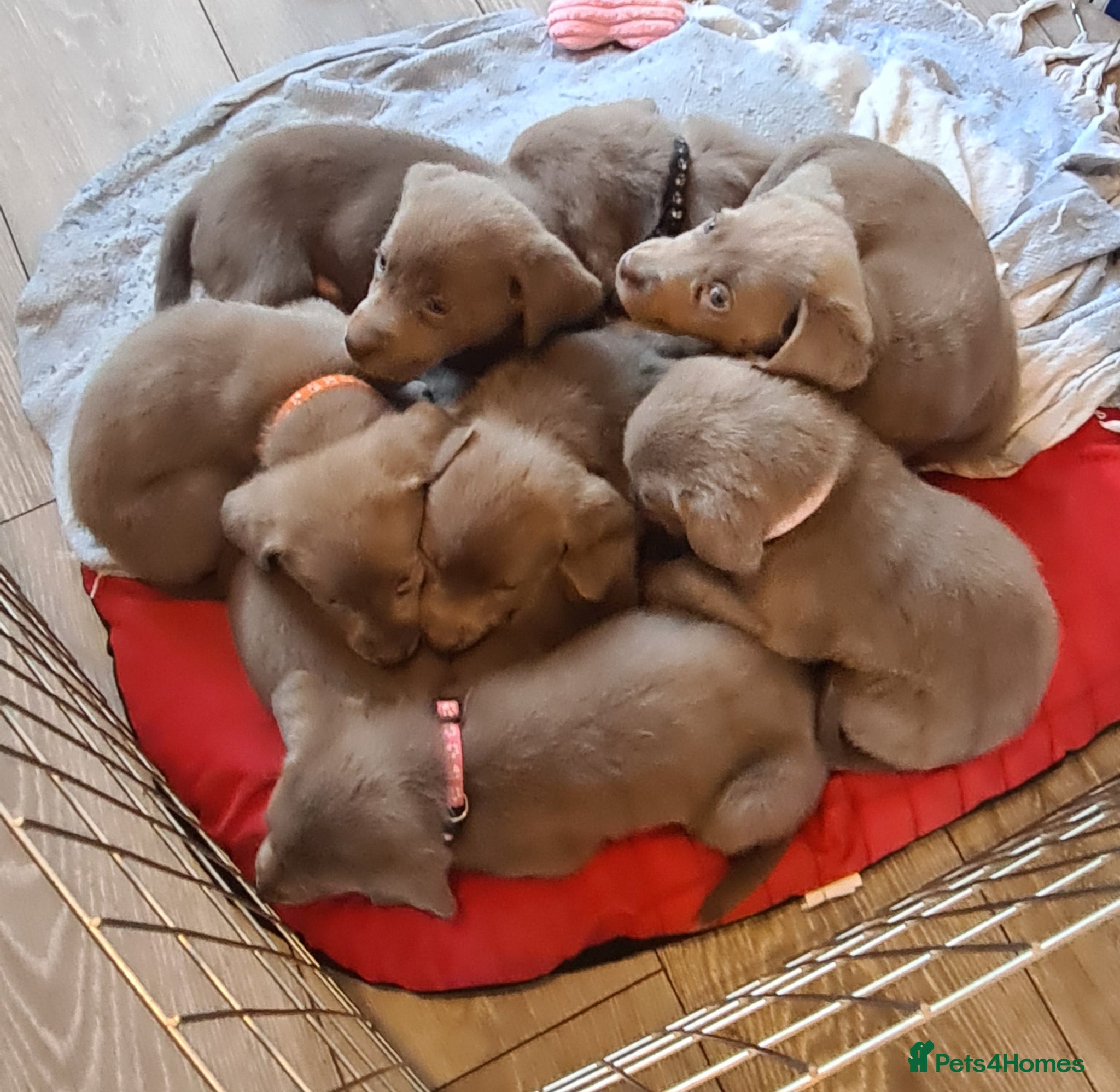 Labrador Retriever dogs LABRADOR RETRIEVER (SILVER) FULL KC REG - Advert 10